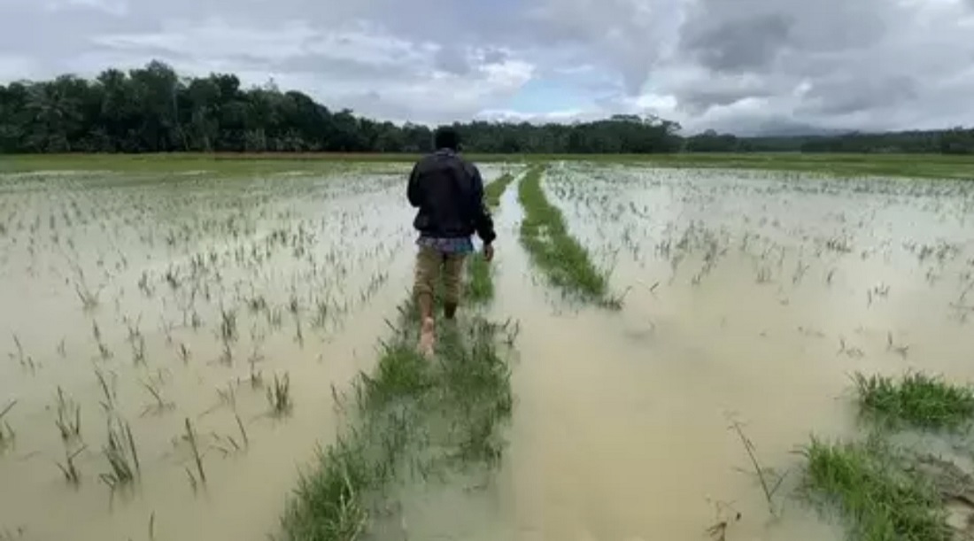 Dampak Banjir, Petani Banten Rugi Puluhan Miliar Rupiah