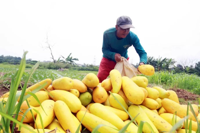Penampakan Petani Timun Suri Hasilkan Cuan Saat Bulan Ramadan
